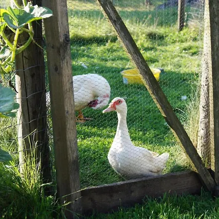 Wiesenschneiders * Freiensteinau