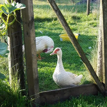 Wiesenschneiders